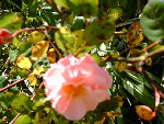 PICT1065.JPG