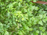 P1000941.JPG