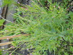 P1000950.JPG