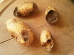 Patates grignotées 1.jpg