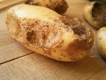 Patates grignotées 2.jpg