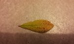 20120724_223439 (640x384).jpg