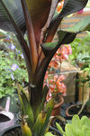 ensete ventricos_35.JPG