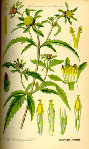250px-Illustration_Bidens_tripartita0.jpg