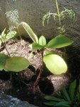 DSCF0588.JPG