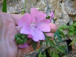 fleur mauve.JPG
