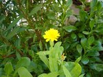 fleur jaune.JPG