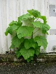 DSCN2709.jpg
