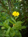 fleur jaune bis.JPG