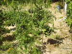 IMAG0005.JPG
