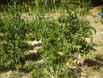 IMAG0004.JPG