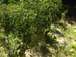 IMAG0007.JPG