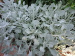 DSC01248.JPG