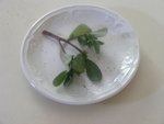 DSCF0606.JPG