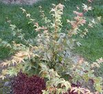 DSC00128.jpg
