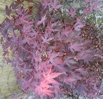 DSC00130.jpg