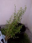 nom de plante.jpg