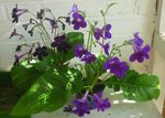 streptocarpus (495x353).jpg