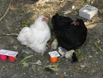 DSCN7853.JPG