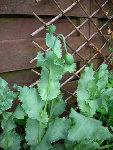 DSCN0593.JPG