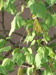 catalpa1.jpg