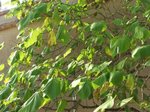 catalpa2.jpg