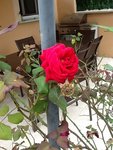 IMG_01131.jpg