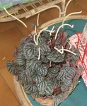 peperomia (328x400).jpg