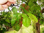 certaines feuilles ont des nécroses