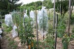 Vue sur le potager 1.JPG