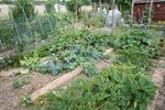 Potager 2.JPG