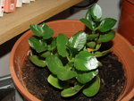 le kalanchoe sauvé a tres bien pris!