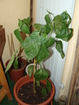 le piment qui doit faire 80cm environ