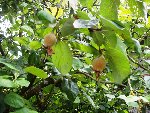 mais les fruits semblent sains