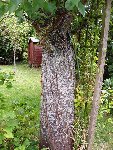 le tronc du premier arbre