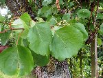 les feuilles du premeir arbre