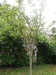 l'arbre en lui même