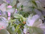 radis jardiniere.jpg
