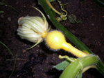 jardin-juillet12-a.JPG