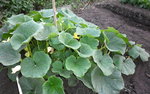 jardin-juillet12.JPG