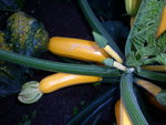 jardin-juillet12-c.JPG