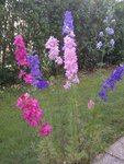 IMG-20120730-00224 resizé.jpg