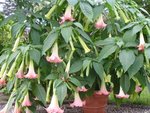Brugmansia 09 2006 2.jpg