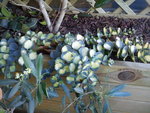 Plante grasse rampante au pied du camelia