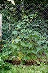 potager 016.JPG
