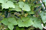 potager 019.JPG