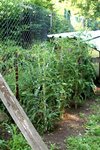 Mes pieds de tomates, encore verte mais je ne suis pas trop pressée