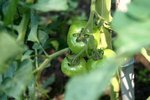 potager 040.JPG