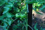 potager 039.JPG