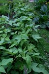 potager 025.JPG